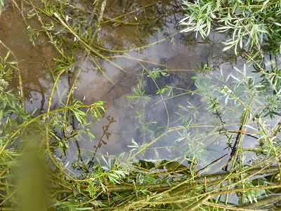 Besatz Bachforellenbrütlinge